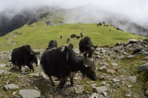 19. Singalila National Park - Tourist Places In Sikkim - सिक्किम मे घुमने की जगह