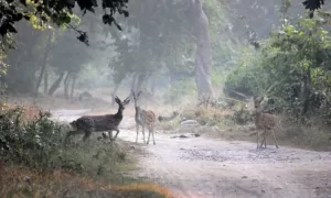 Rajaji National Park, Haridwar me ghumne ki jagah