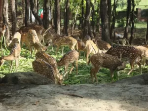 Malsi Deer Park, Dehradun me ghumne ki jagah