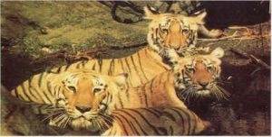 Corbett Tiger Reserve, Nainital mein ghumne ki jagah