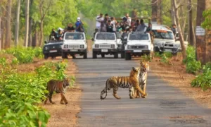 Manali wildlife sanctuary, Manali mein ghumne ki jagah