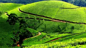 Chaubatiya Garden, tourist places in ranikhet