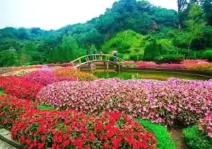 Rose Garden, Ooty tourist places in ooty