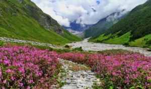 The valley of flowers, Uttrakhand (फूलों की घाटी, उत्तराखंड)