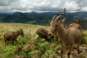 मुन्नार में घुमने की जगह (munnar me ghumne ki jagah)