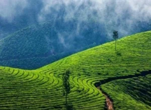 मुन्नार में घुमने की जगह (munnar me ghumne ki jagah)