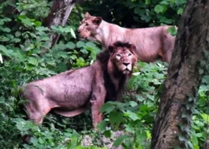 गोरखपुर में घूमने की जगह (Gorakhpur Tourist Places)